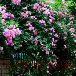 北京苗木果樹薔薇